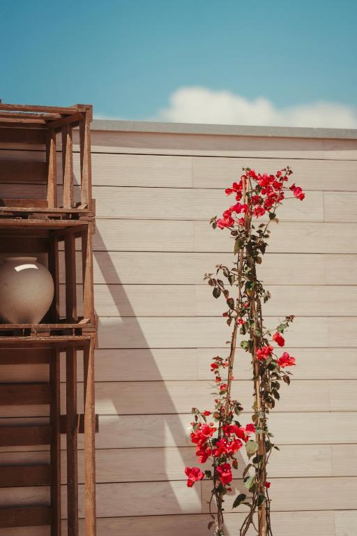 Bright pink bougainvillea against a softly striped wall in the Honucai light
